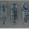 carch alceae pupa3 volg11